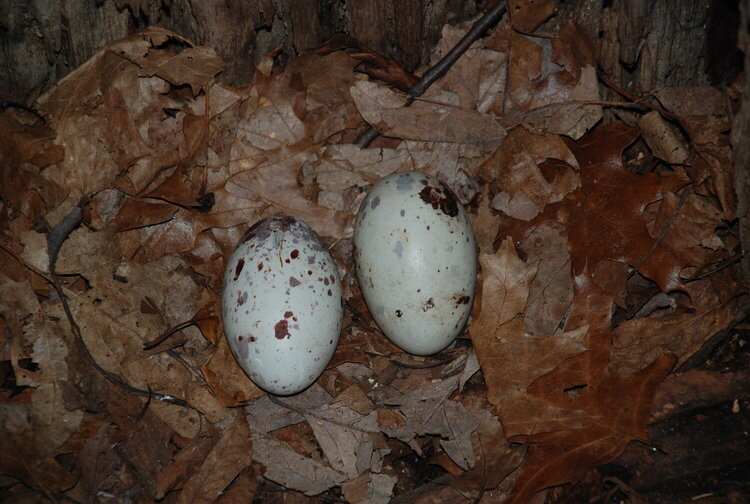 Close-up of Turkey Vulture eggs
