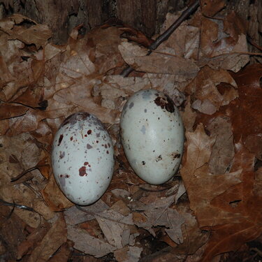 Close-up of turkey vulture eggs