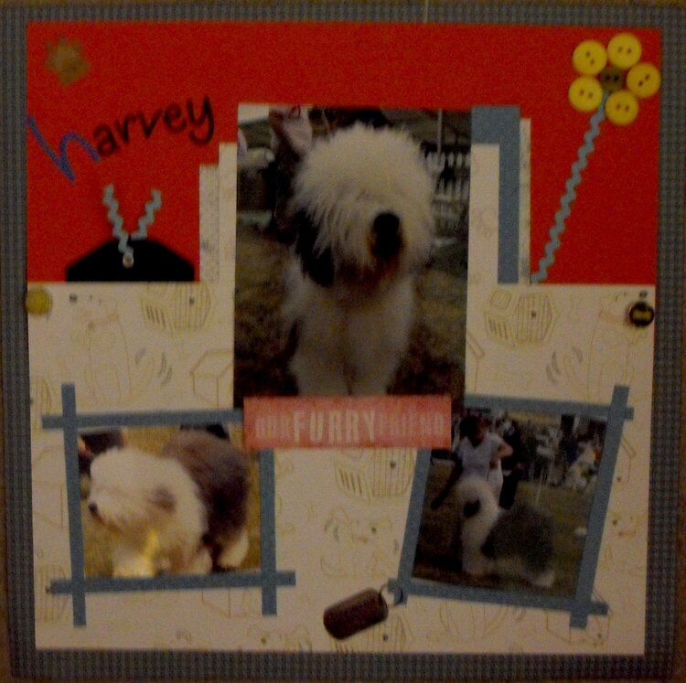 My Show Dog Harvey