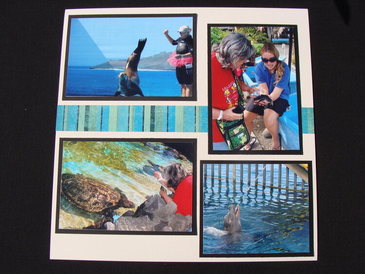 Hawaii - Sea Life Park - Page 4 - Petting the Turtle