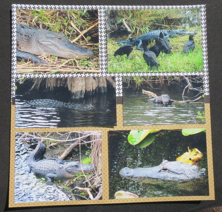 Florida Everglades - Page 4