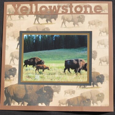 Yellowstone Bison Left