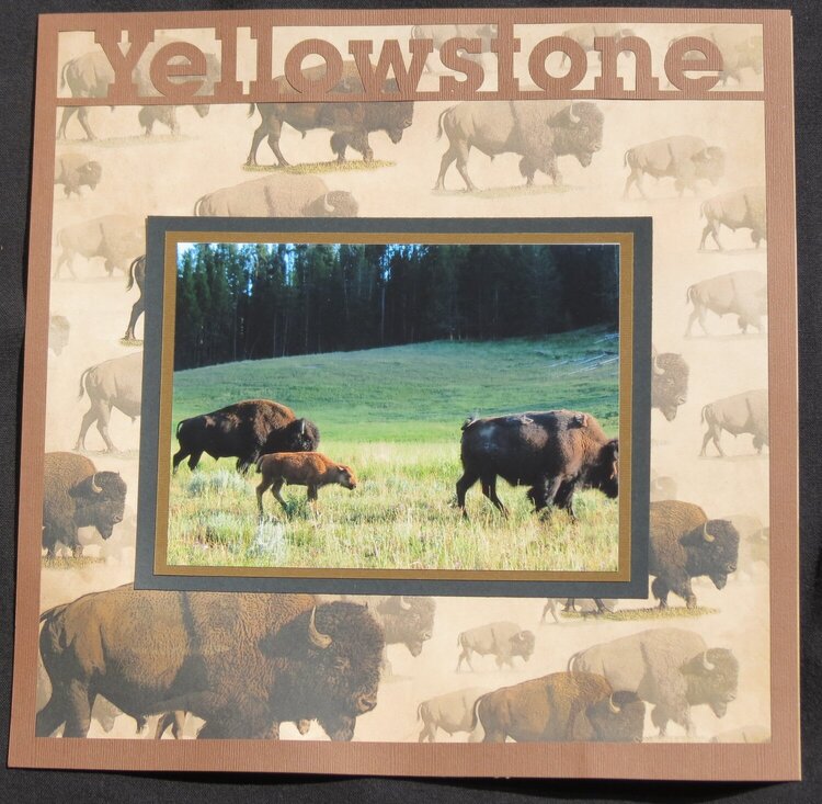 Yellowstone Bison Left