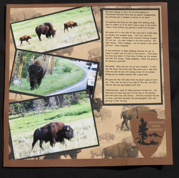 Yellowstone Bison Right