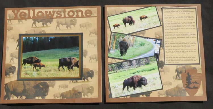 Yellowstone Bison Both