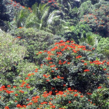 372 Rabaul, Papua New Guinea