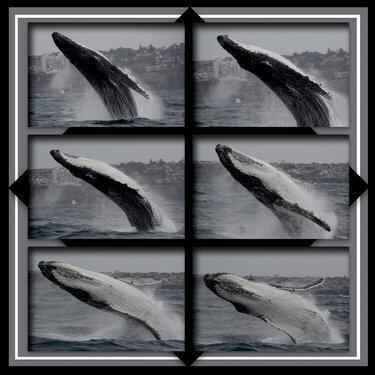 473 Sydney, Australia Whale Watching