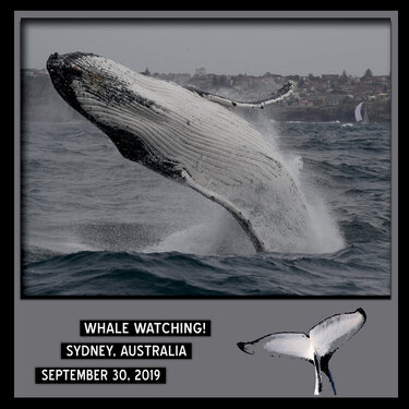 474 Sydney, Australia Whale Watching