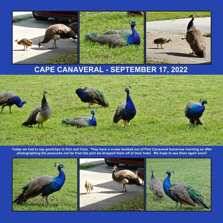 274/275 Cape Canaveral Peacocks