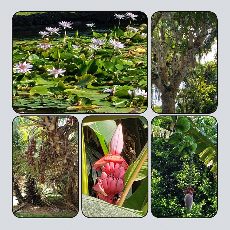 529 Homestead, Florida Fruit and Spice Gardens