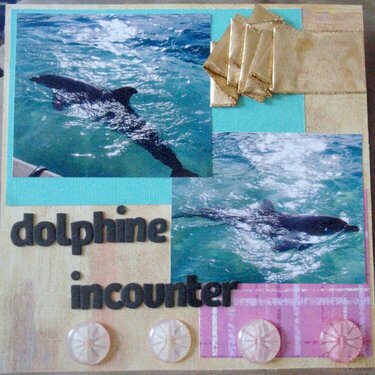 dolphine incounter