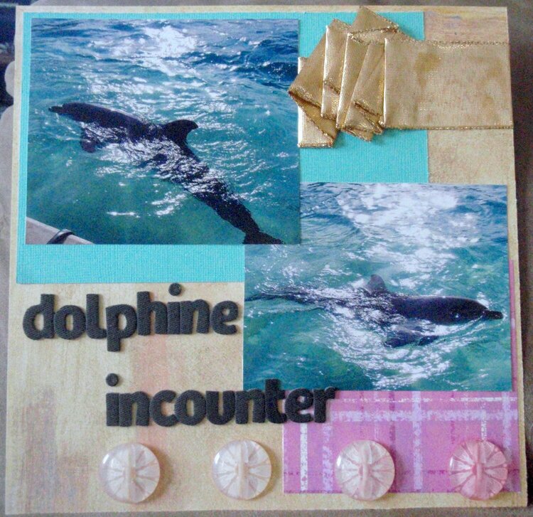 dolphine incounter