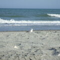 Myrtle Beach - seagull