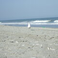 Myrtle Beach - Seagull 02