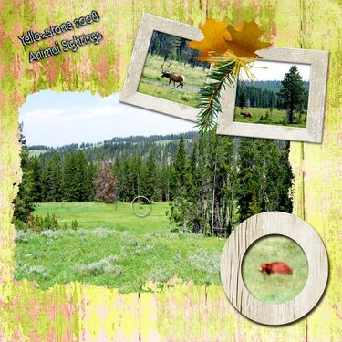 Yellowstone 2008 - bear and elk