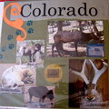 Colorado Wildlife 1