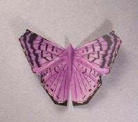 Origami Butterly