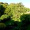 Panoramic view of our garden