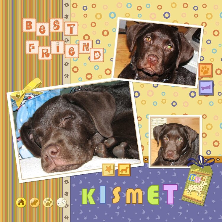 Our Chocolate Labrador - KISMET