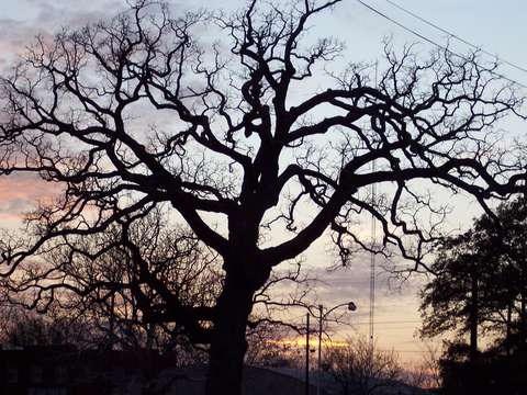 The Tree and the Sunset