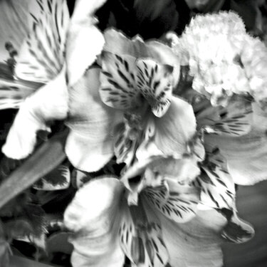 Feb 3 Lillies in Black and White