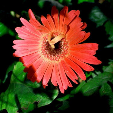 Gerber Daisy blooming on my porch