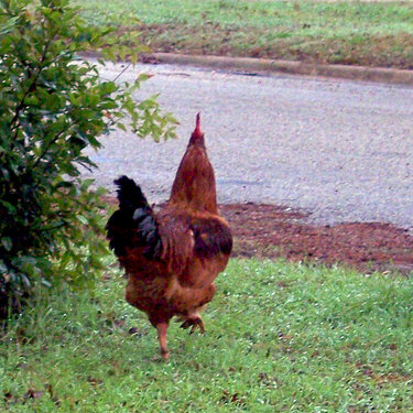 North End of South Bound rooster