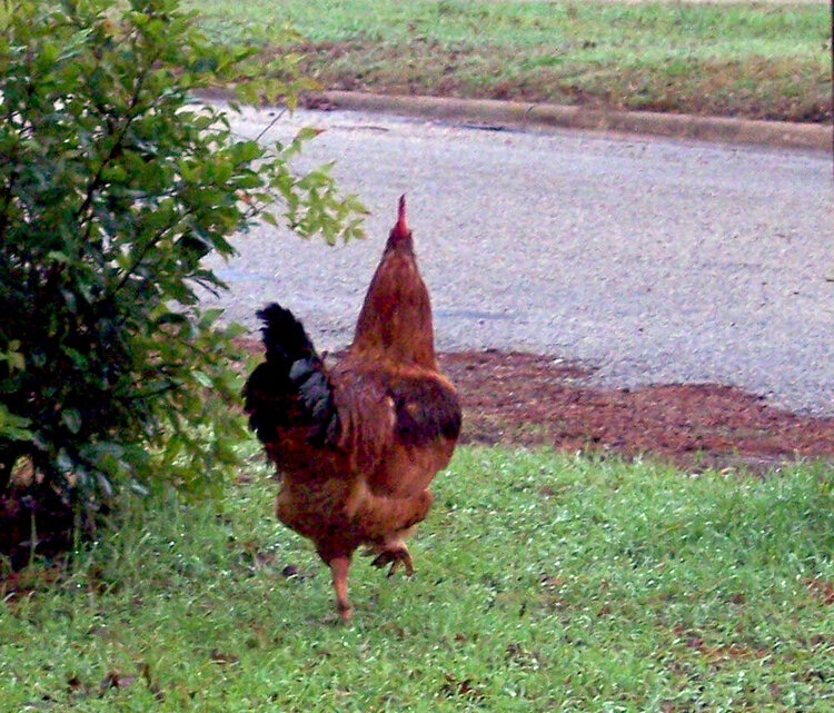 North End of South Bound rooster