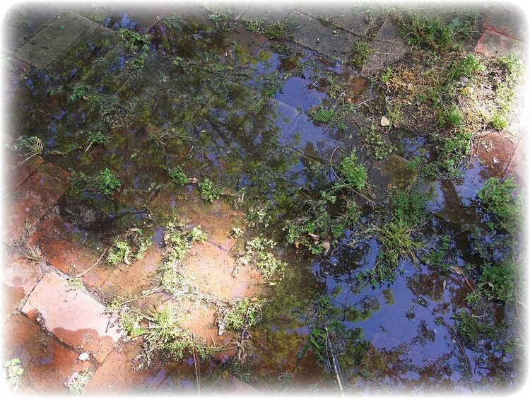 20. A picture of a puddle 8 points
