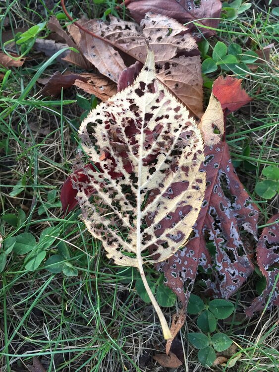 Oct Mini 2 - Fall -- eaten leaf