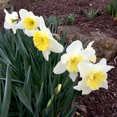 Daffodils