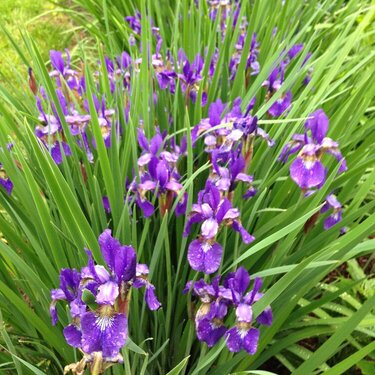 May Mini 7- Irises