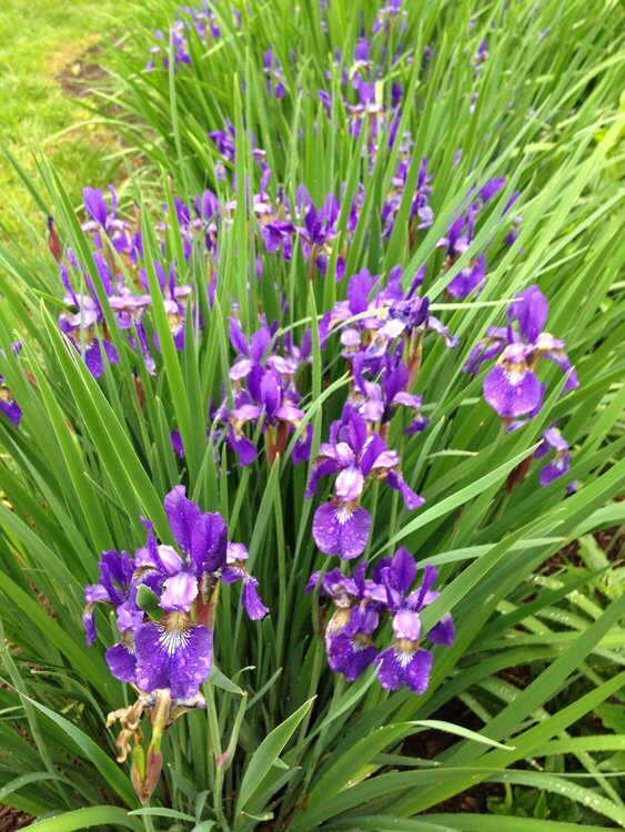 May Mini 7- Irises