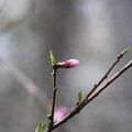 Mini 2 - Signs of Spring (alt)