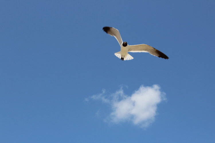 July POD Seagull