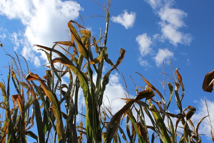 Corn stalks