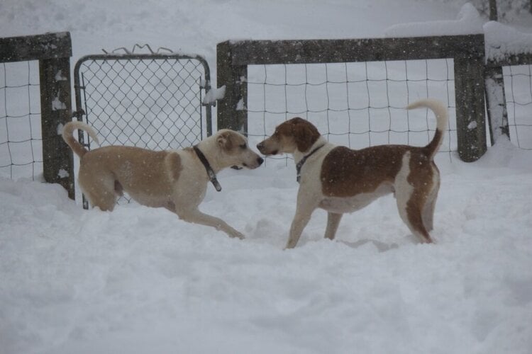 Dogs in snow