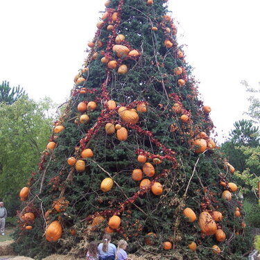 The Pumpkin Tree