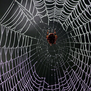 Spider &amp; Web