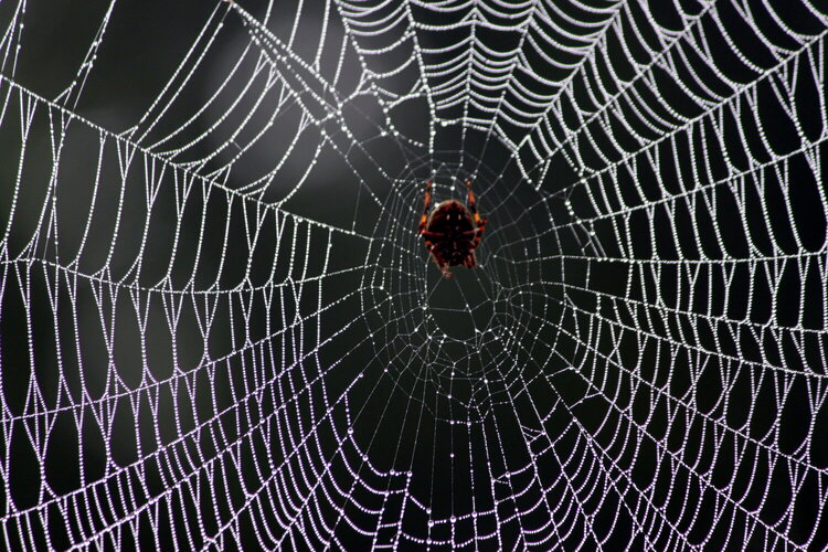 Spider &amp; Web