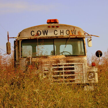 Cow Chow