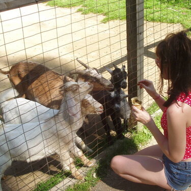 liz chills with the baby goats
