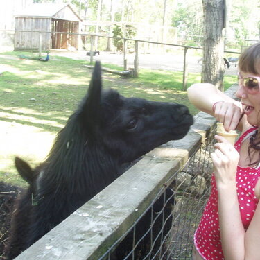 liz and the llama