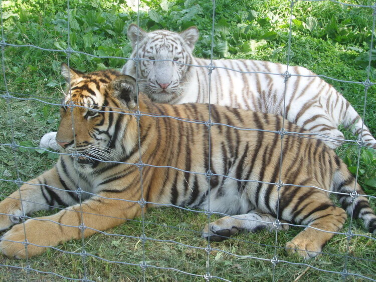 beautiful tigers