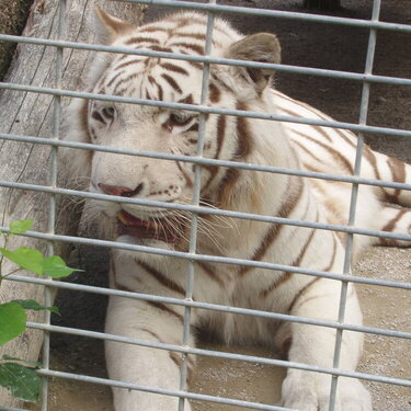stunning tiger