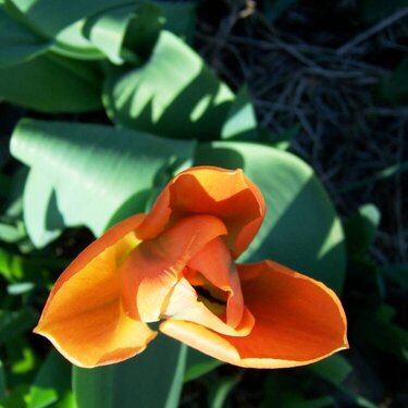 tulip opening