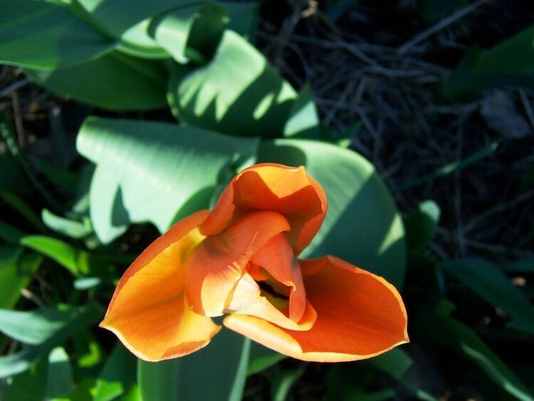 tulip opening