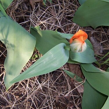 tulip bud