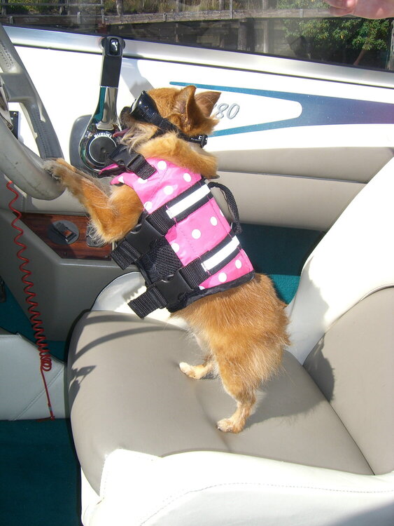 My Granddog driving a boat on the 4th of July 2009