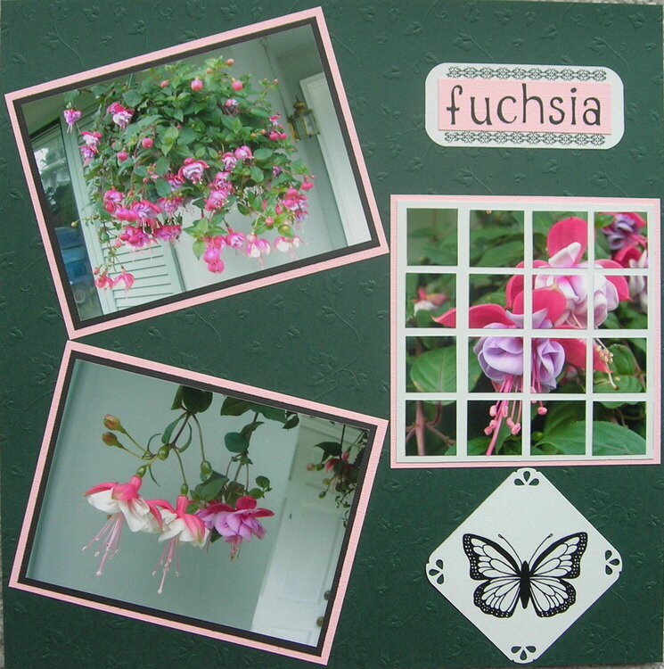 Fuchsia Layout